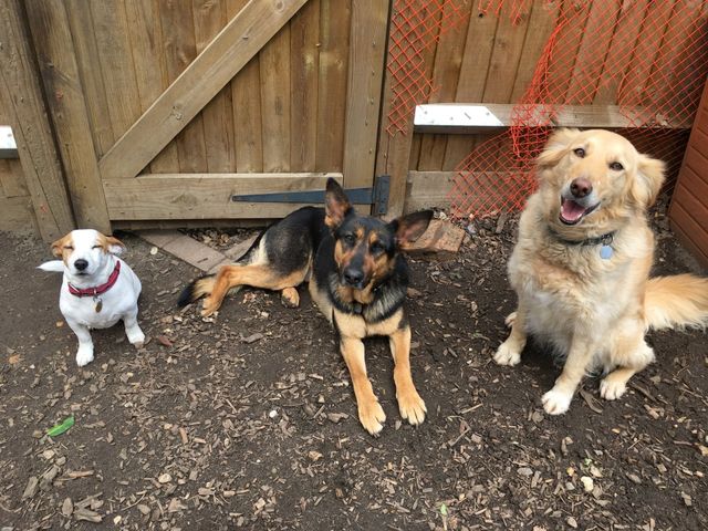 dave's doggy daycare