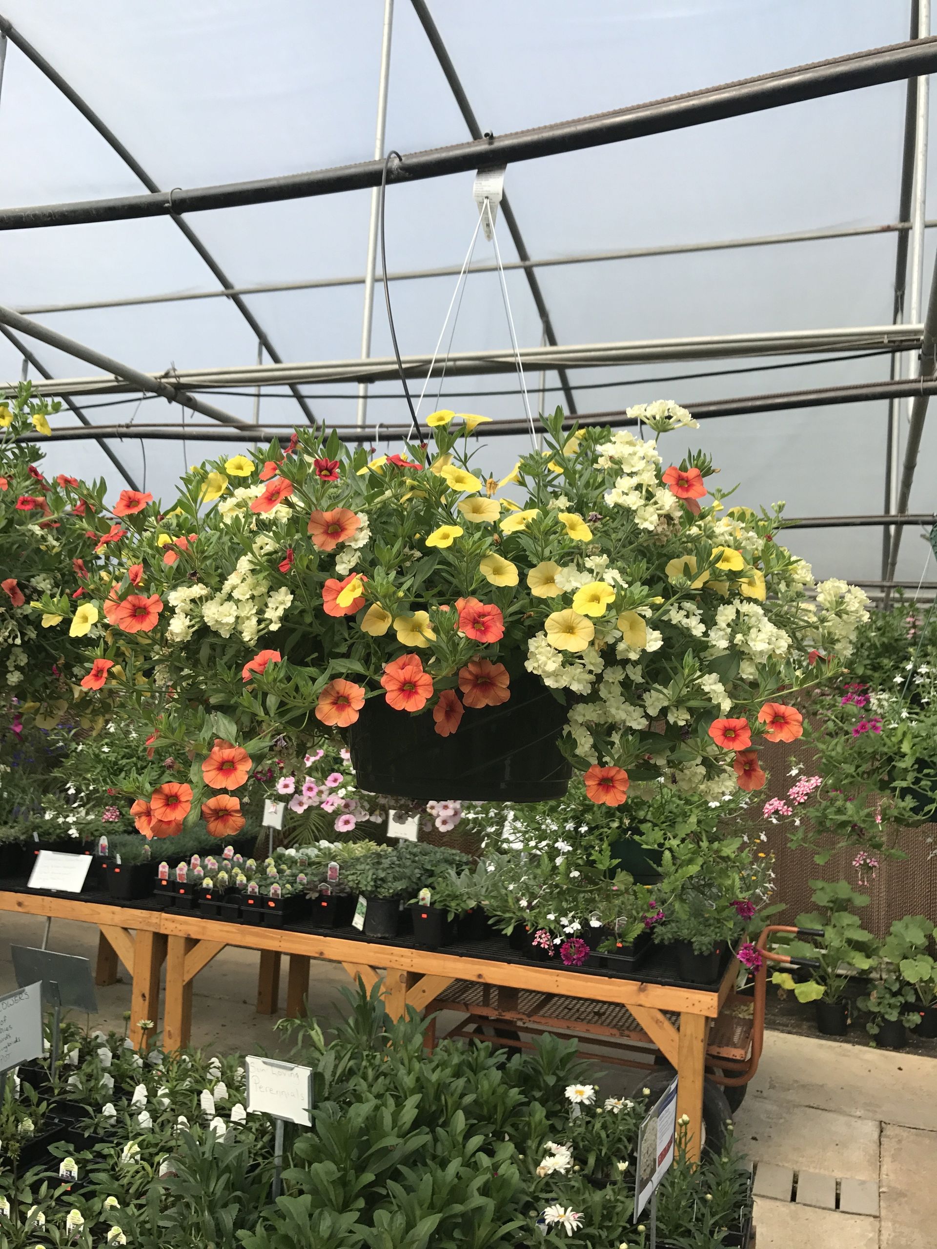About Garden City Nursery | Bentonville, AR