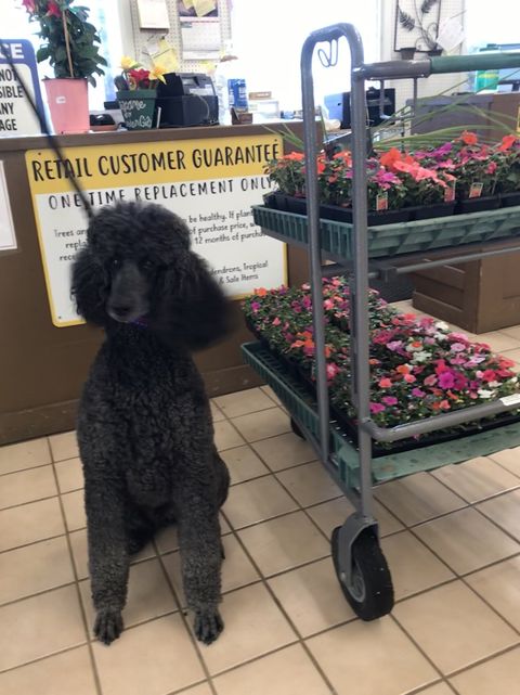 About Garden City Nursery | Bentonville, AR