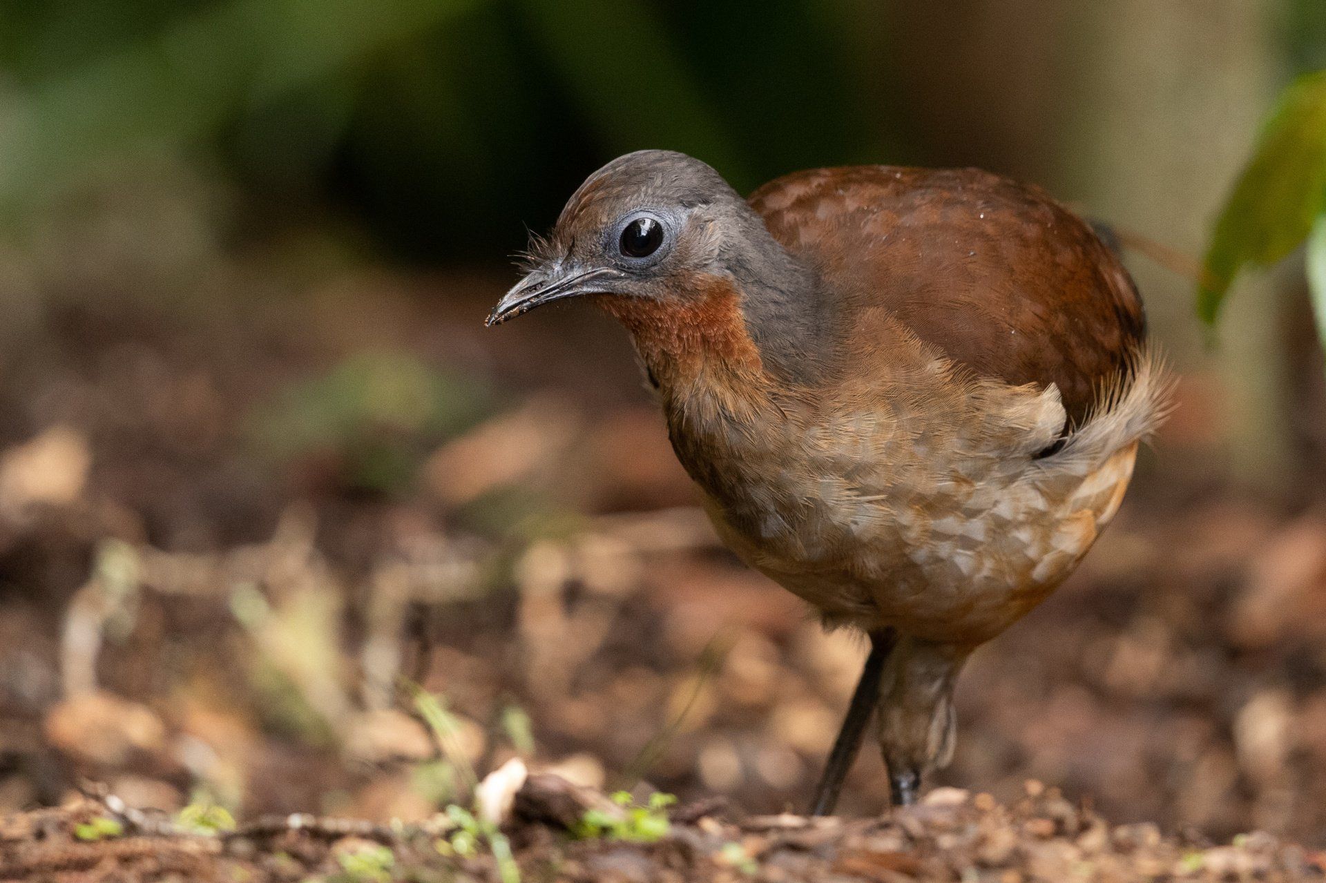 Albert's Lyrebird up close