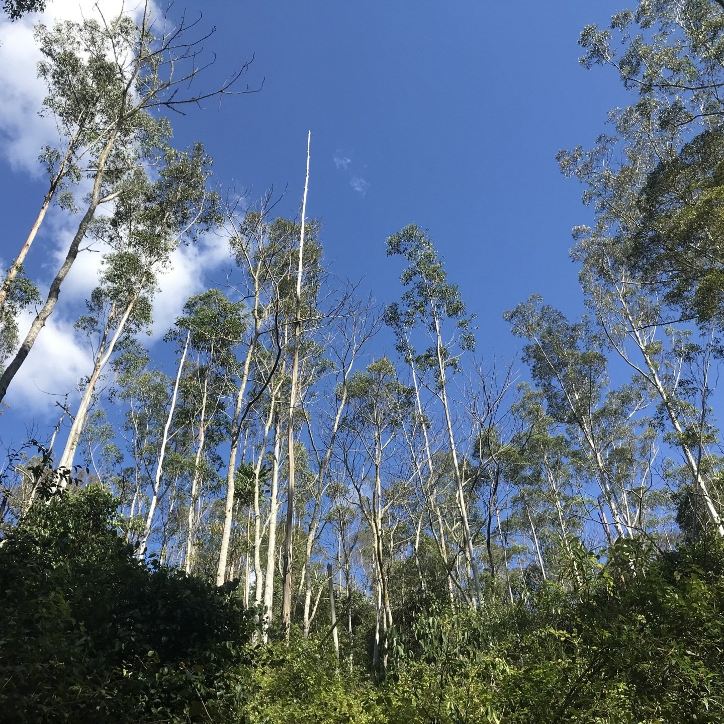 Bell Miner Associated Dieback affected forest