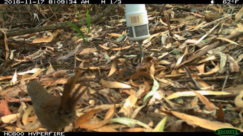 Eastern Bristlebird caught on wildlife camera