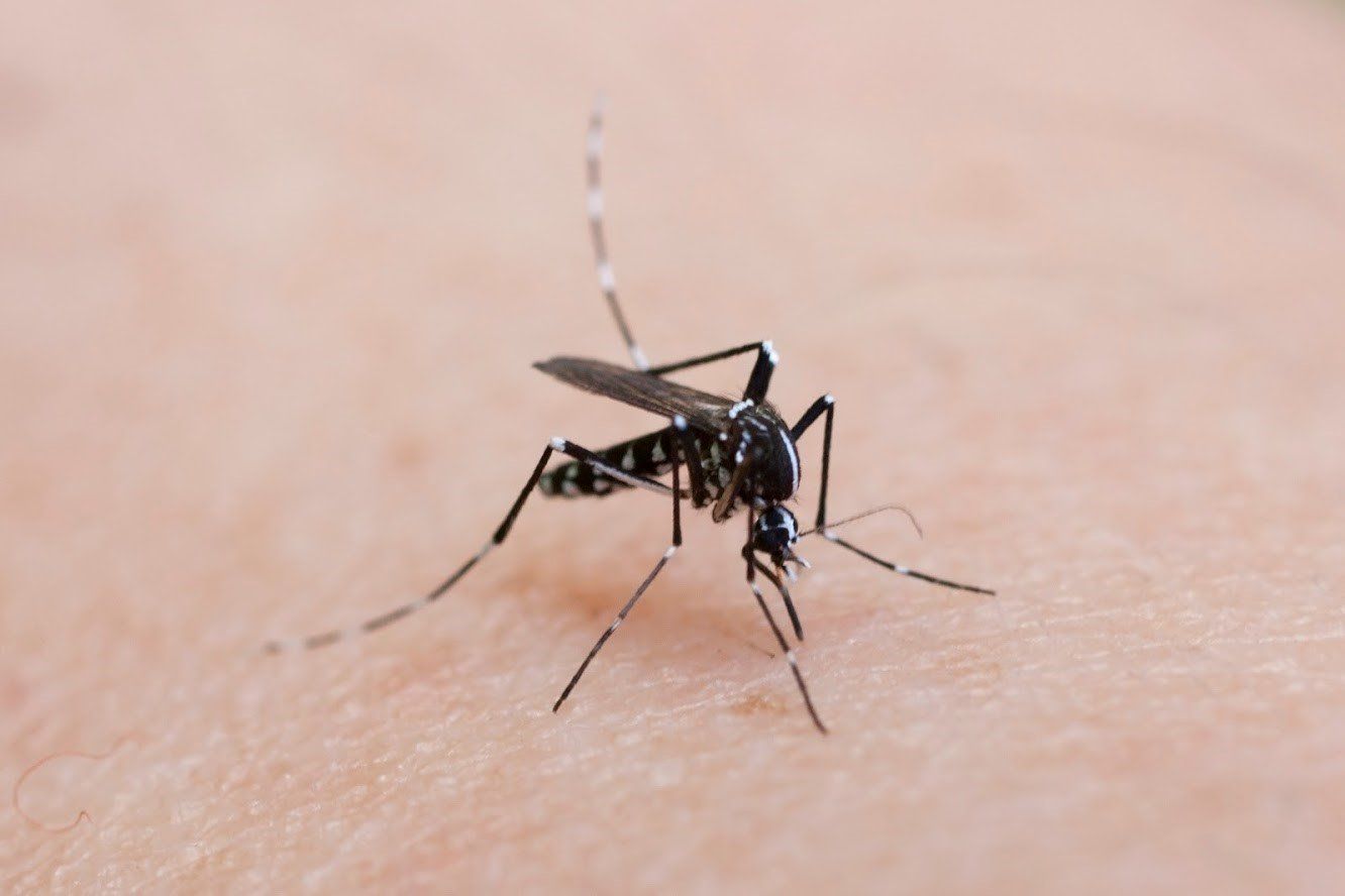 Quick Guide to Mosquitoes and Mosquito Control in Minnesota