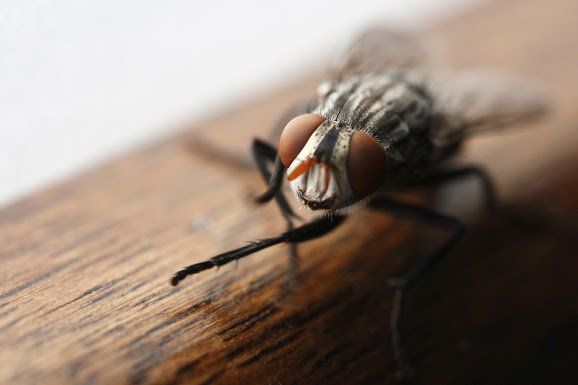 fly problem