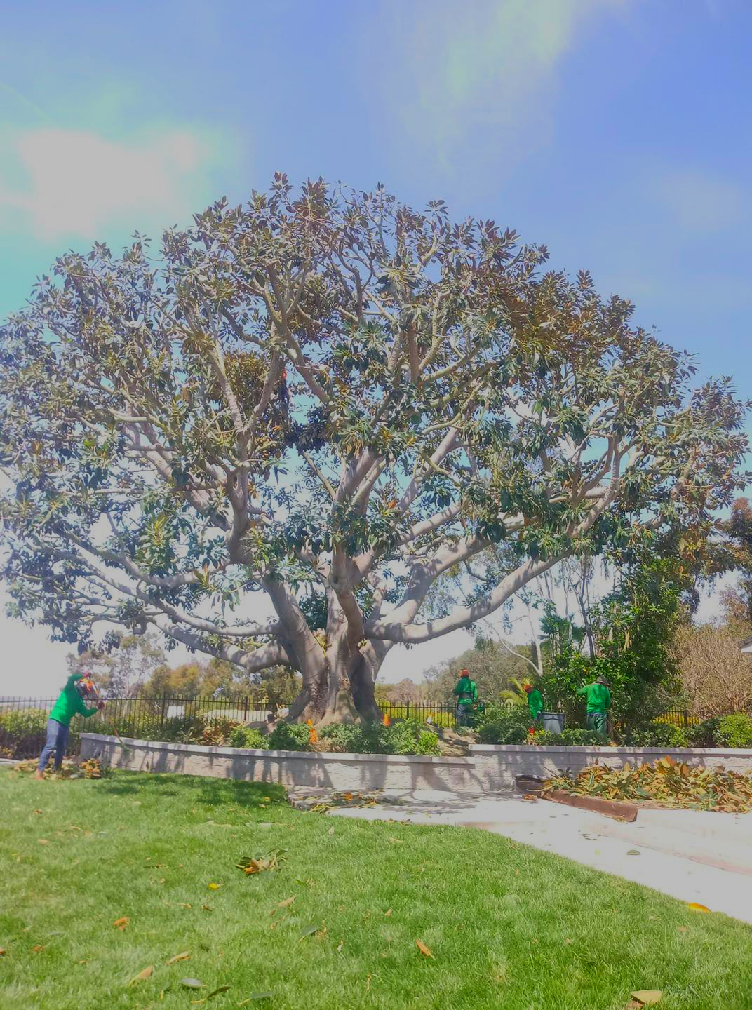 Tree Trimming & Lacing San Diego, CA Artistic Arbor Gardens Inc.