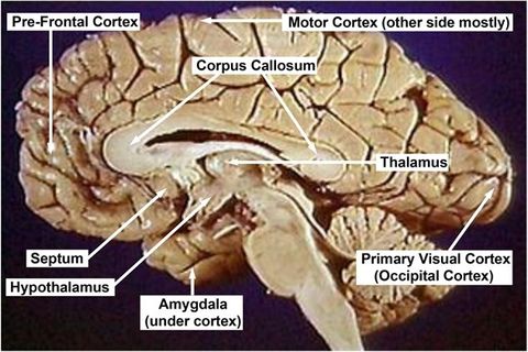 Consciousness: Neuroscience of Valuation