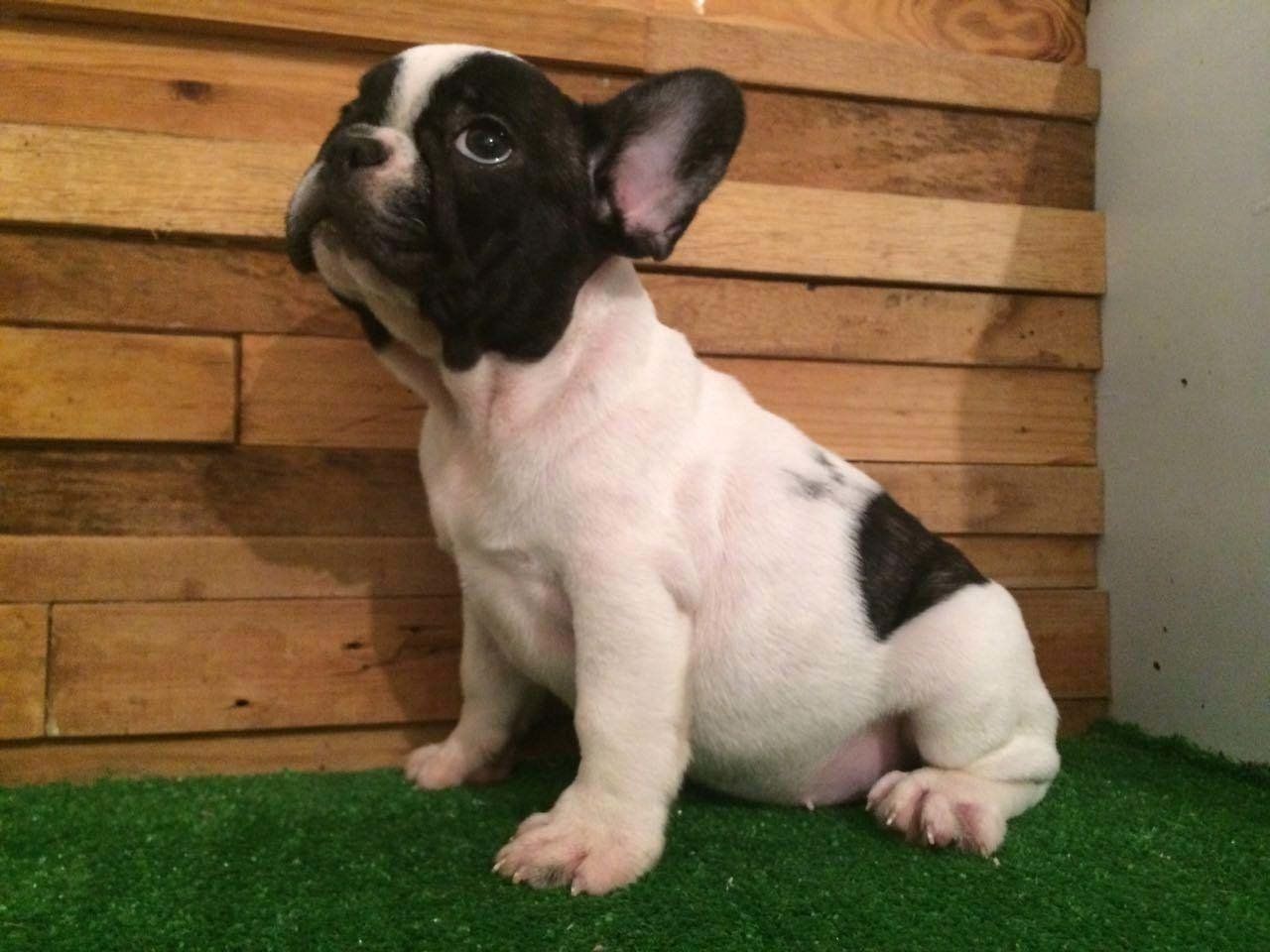 Cachorros Bulldog Frances en Venta Criadero Bulldogs Mexico