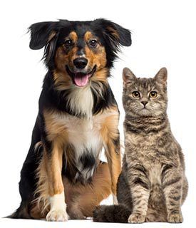 dog and cat boarding