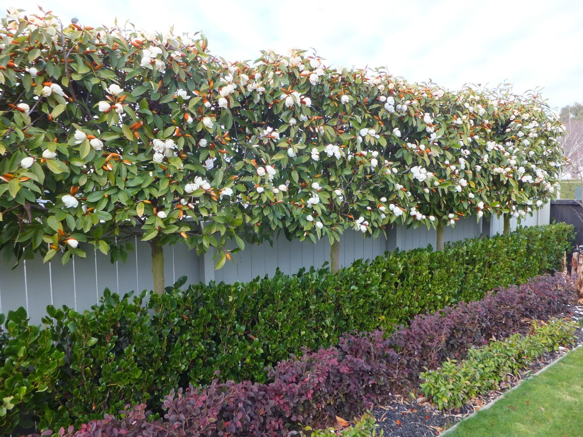 Ligularia Reniformis Tractor Seat Plant. Maintenance Guide