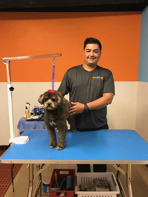 paw spa pet grooming