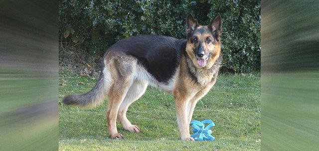 Boarding And Kennels By The Lord Whiskey Sanctuary Fund