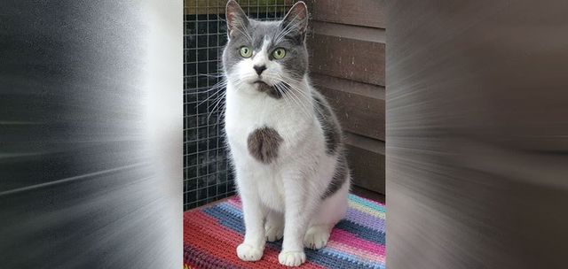 lord whiskey cat sanctuary