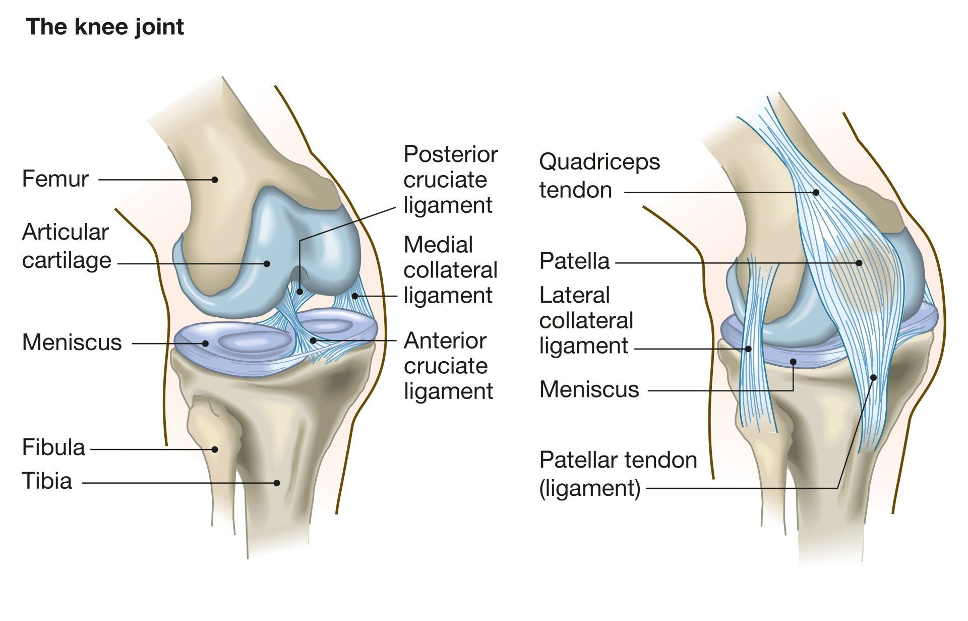 Introduction to the Knee Joint Orthopaedic Surgeon Dr A Theodorides