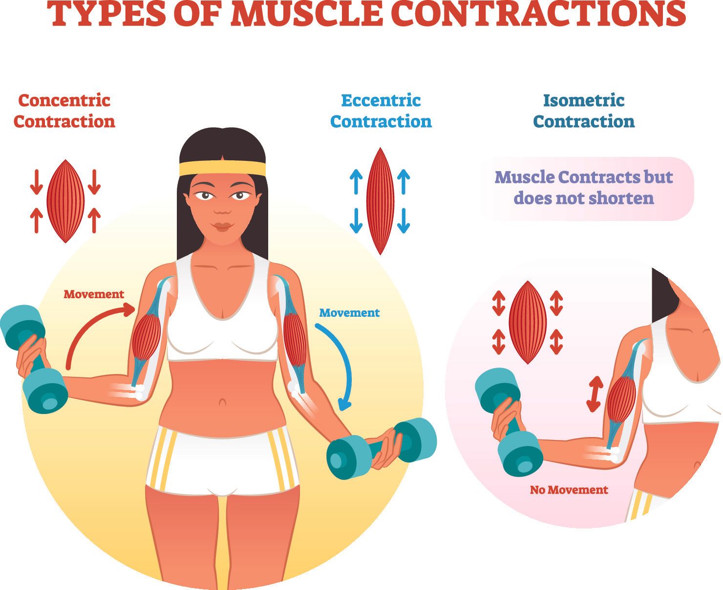 All About Muscles, Tendons & Ligaments