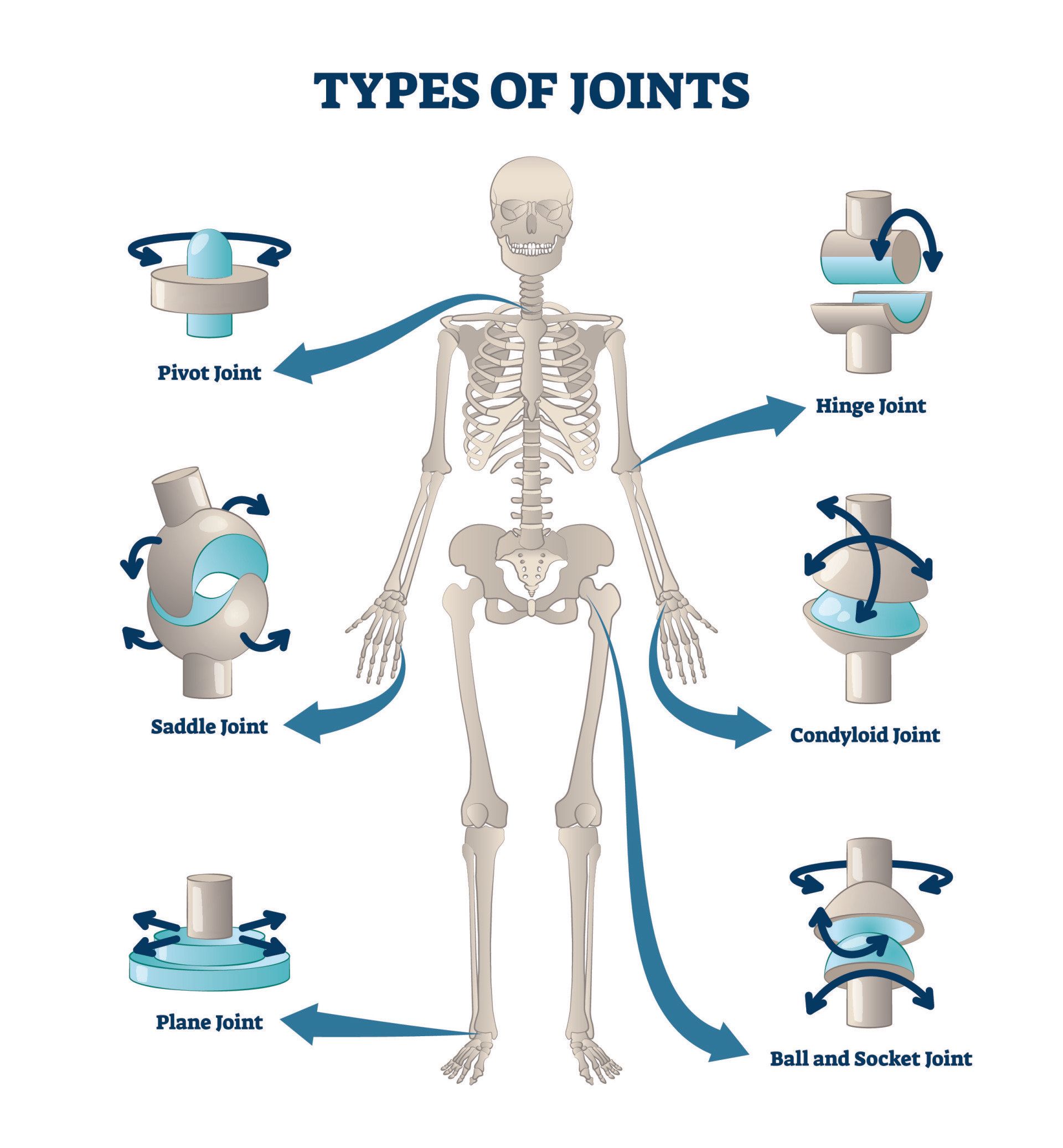 Joints And Movement