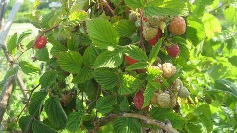 Pianta di lamponi in un giardino