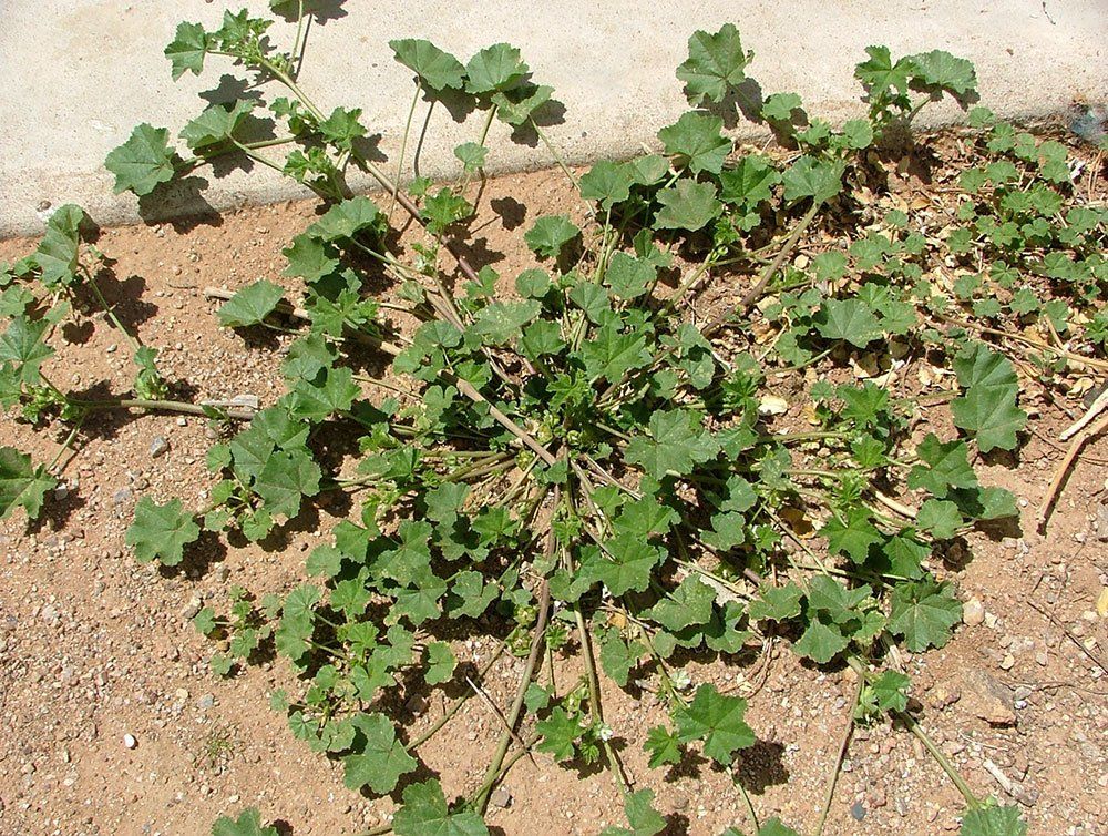 Identify Weeds | Suprise, AZ | Snyder's Weed Control