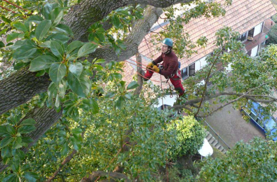 potature di alberi e piante