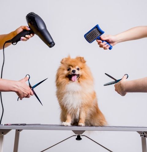 marltons dog shampoo