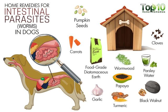 natural remedies for hookworms in dogs