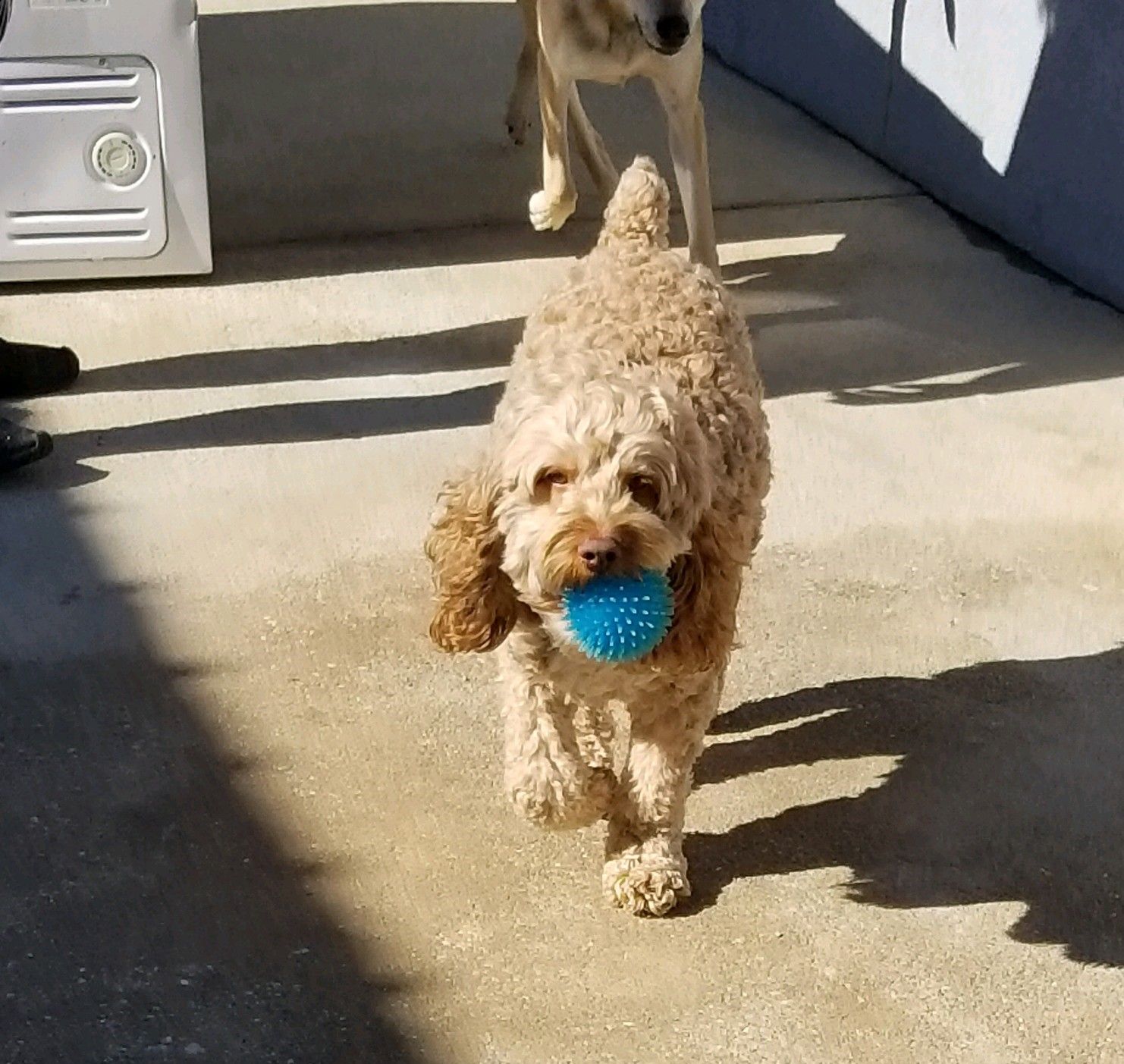 Services Paradise Kennels Augusta,