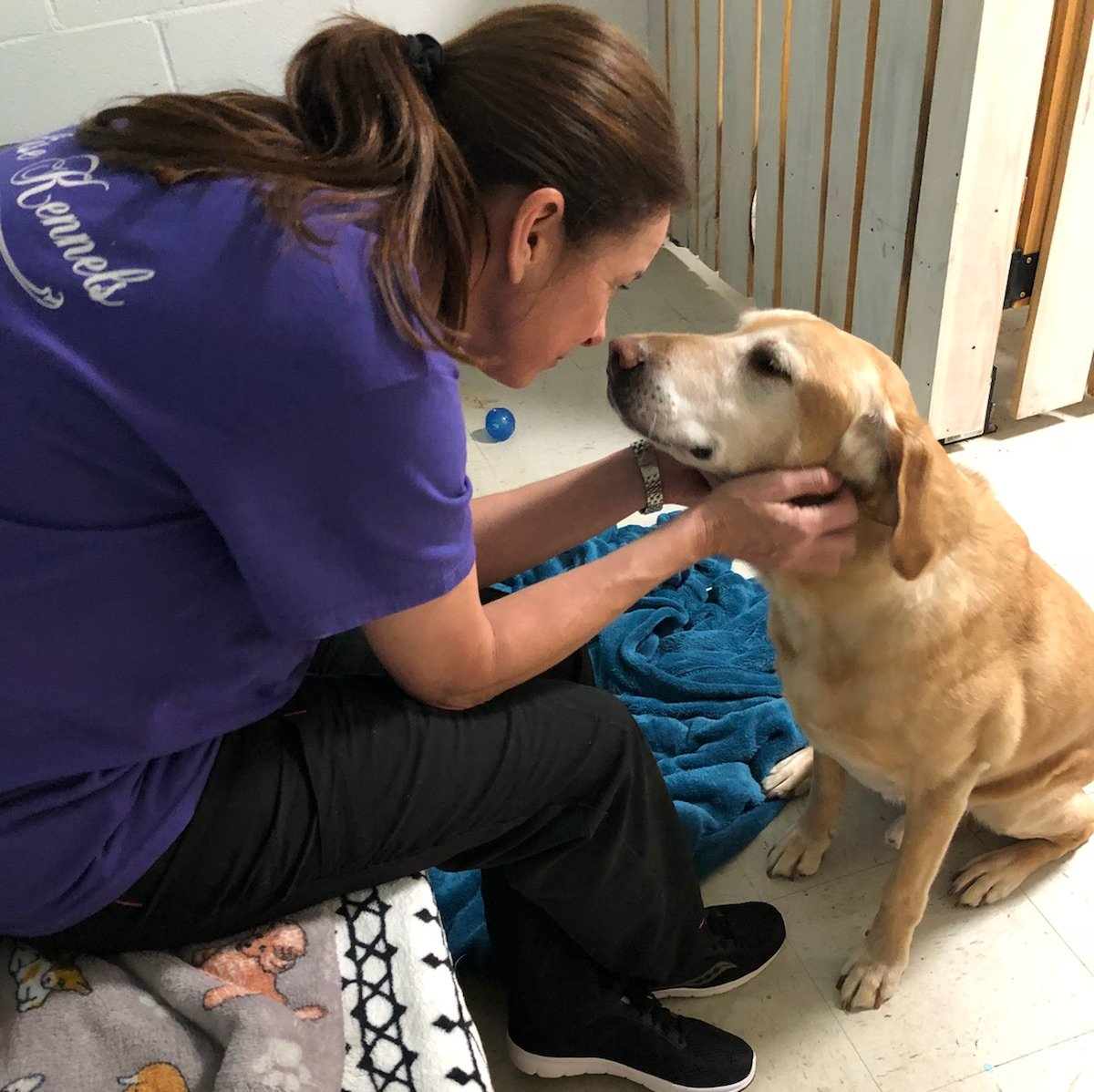 Services Paradise Kennels Augusta,