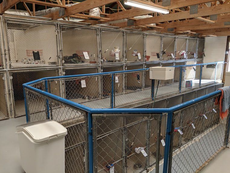 Services Paradise Kennels Augusta,