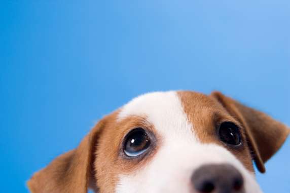 local pet cremation services