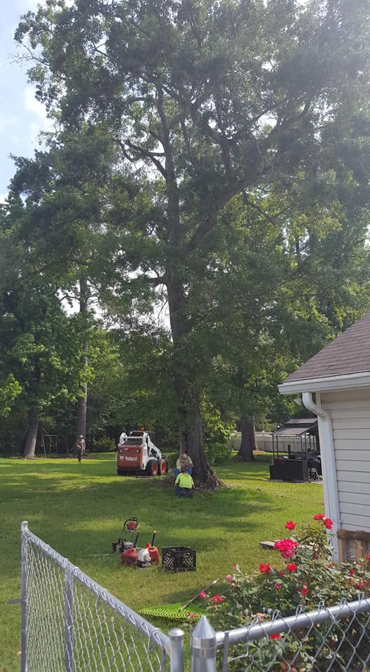 Tree removal hampton va, Fairborn OH