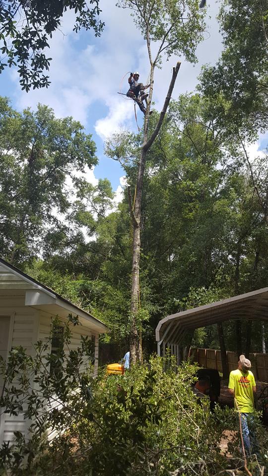 Tree Removal Services by JH Tree Services Enterprise, AL