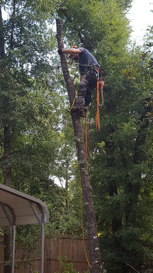 Tree Removal Services by JH Tree Services Enterprise, AL