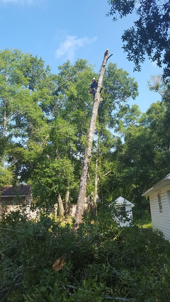 Tree Removal Services by JH Tree Services Enterprise, AL