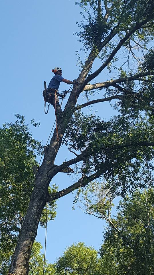 Tree Removal Services by JH Tree Services Enterprise, AL