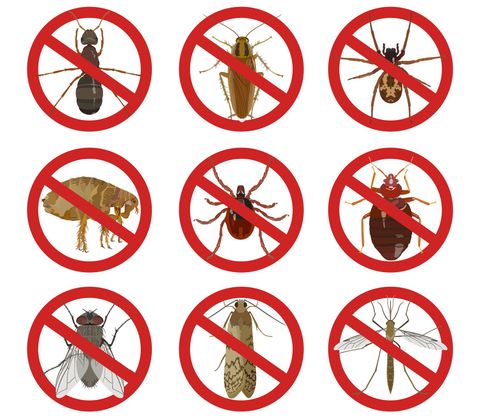 Perimeter Pest Control - Spring-green Lawn Care Services