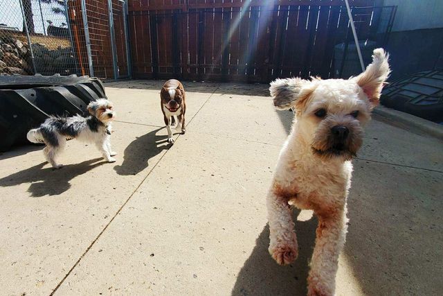 critter care pet spa & inn