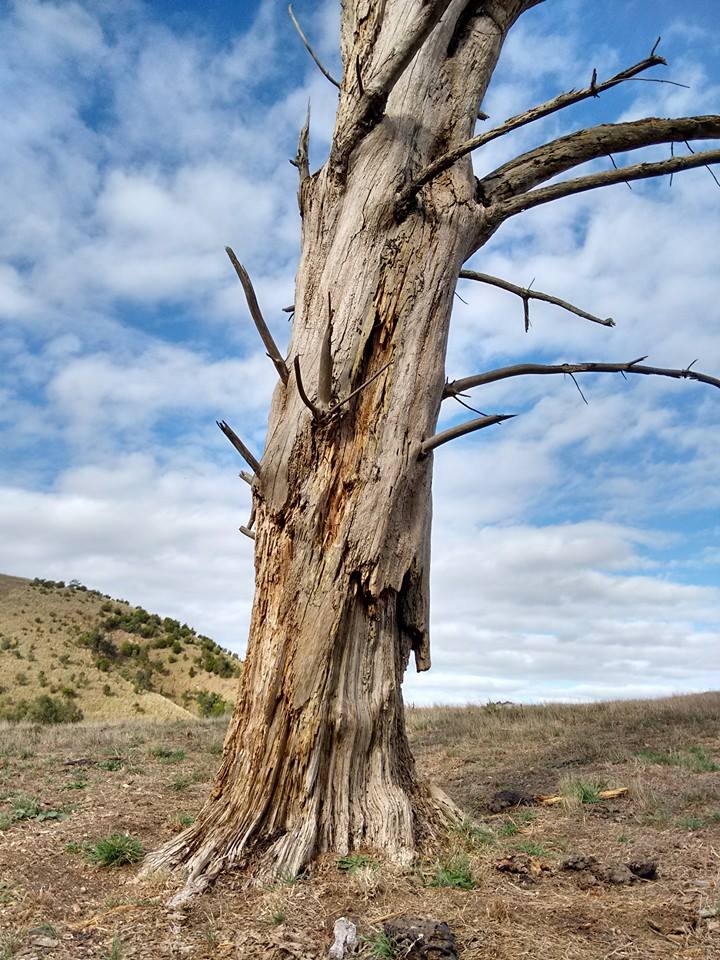 do-dead-trees-cost-more-to-remove