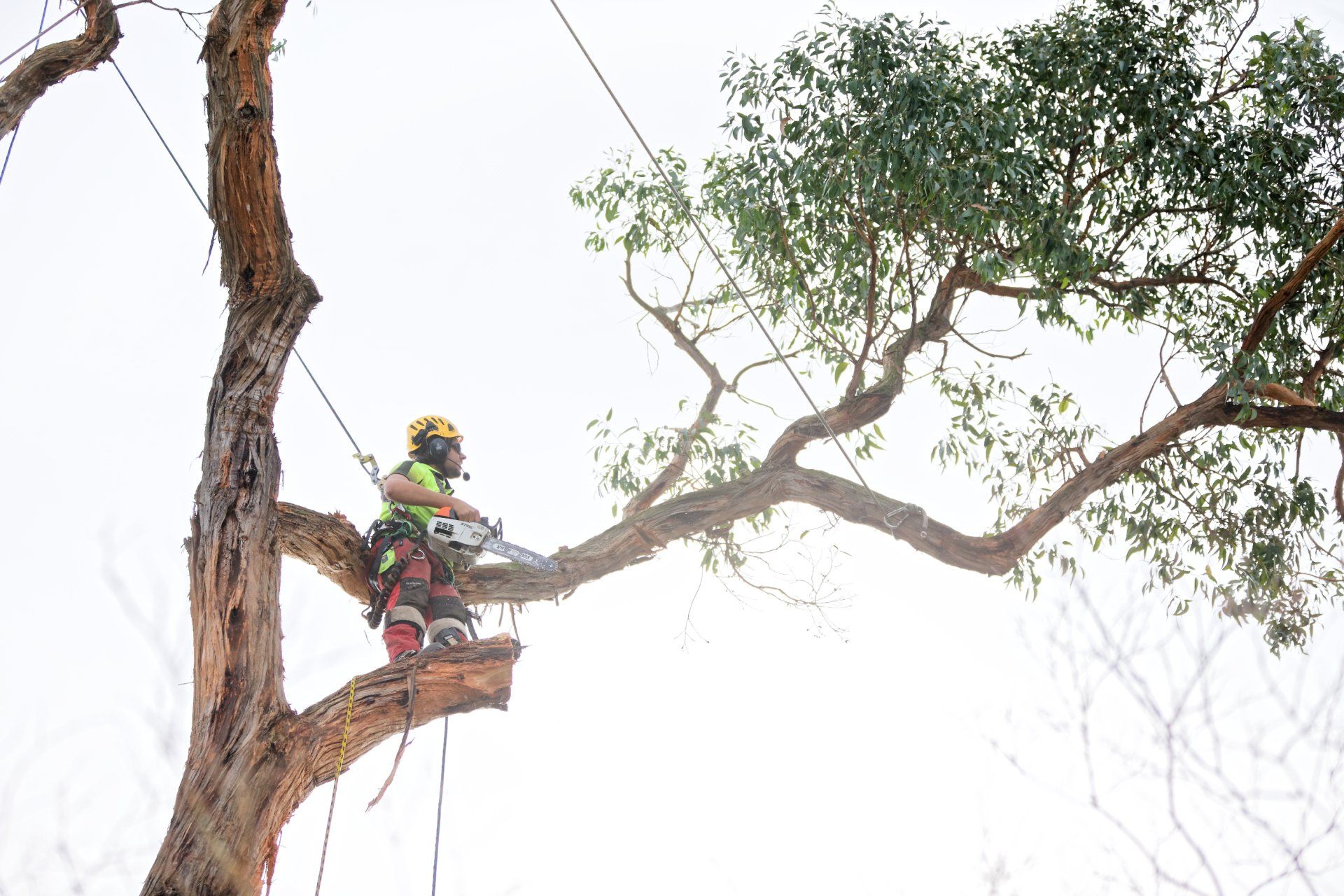How Much Does An Arborist Cost How Much Does An Arborist Cost