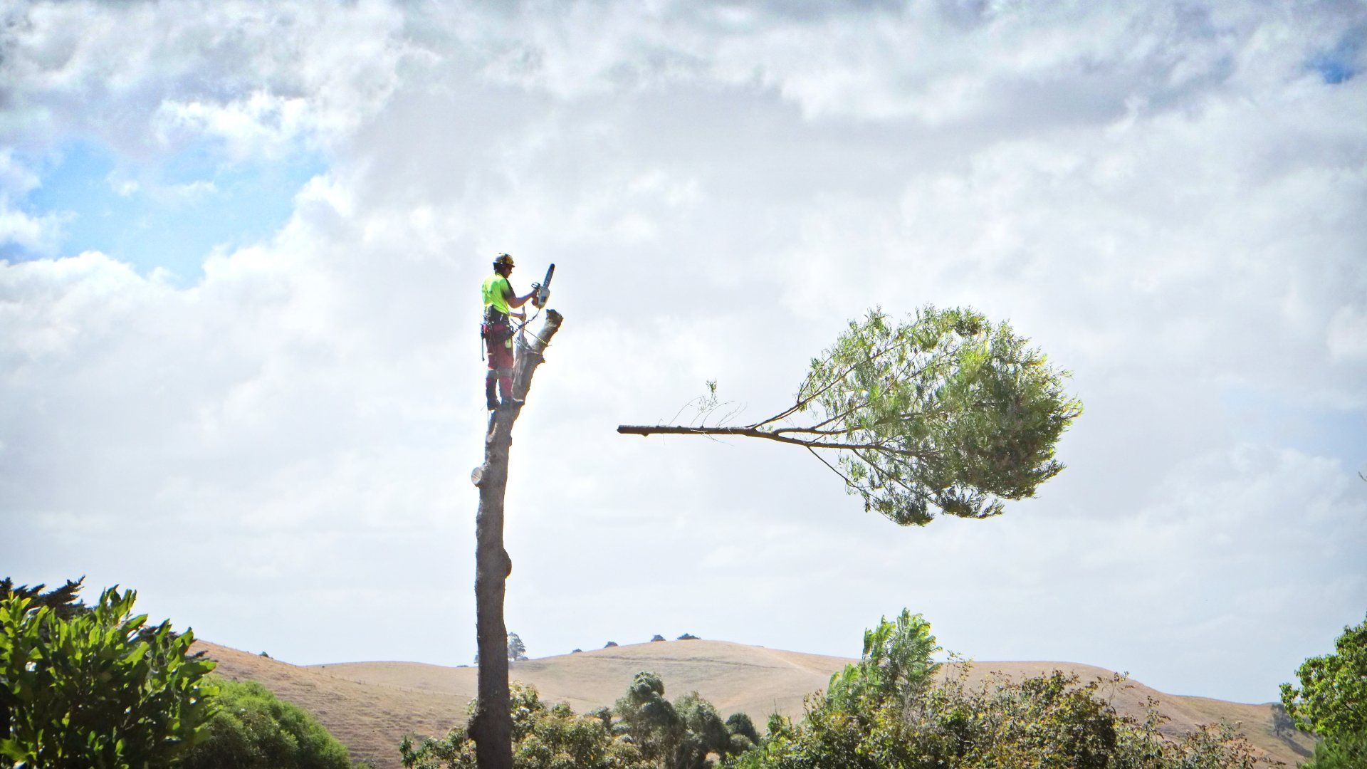 how-much-does-an-arborist-cost