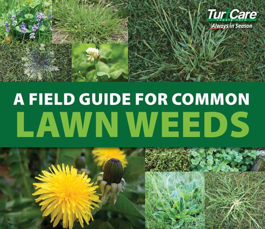 A Field Guide for Common Lawn Weeds