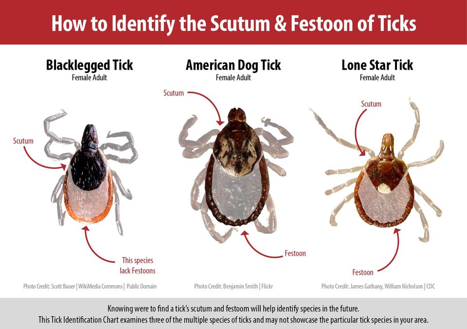 TICK ALERT How To Protect Your Lawn & Family from the Dangerous Tick