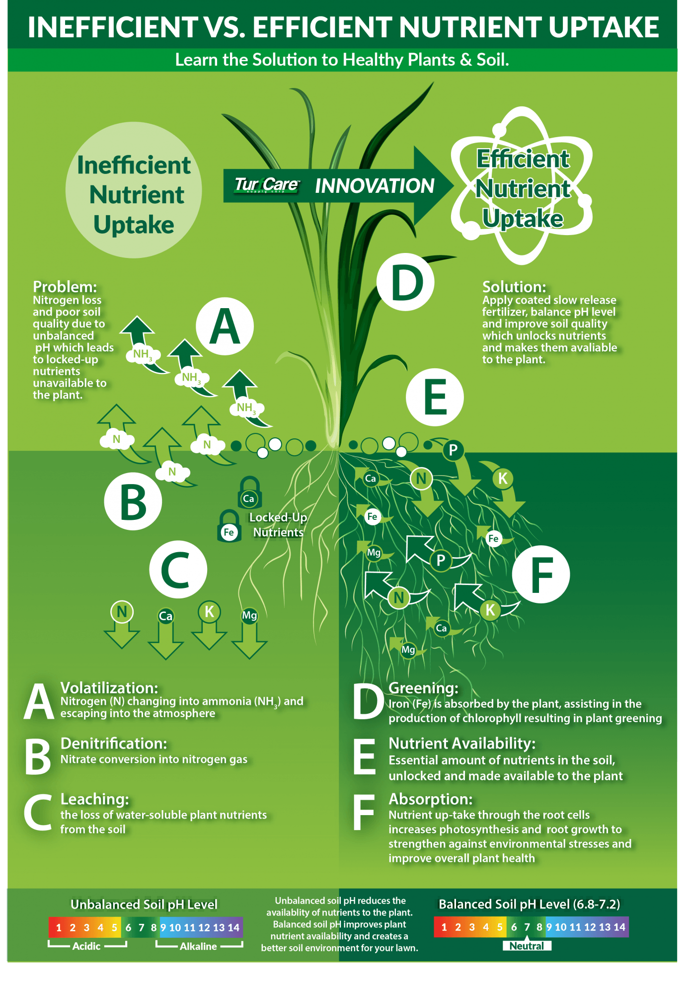 Inefficient vs. Efficient Nutrient Uptake