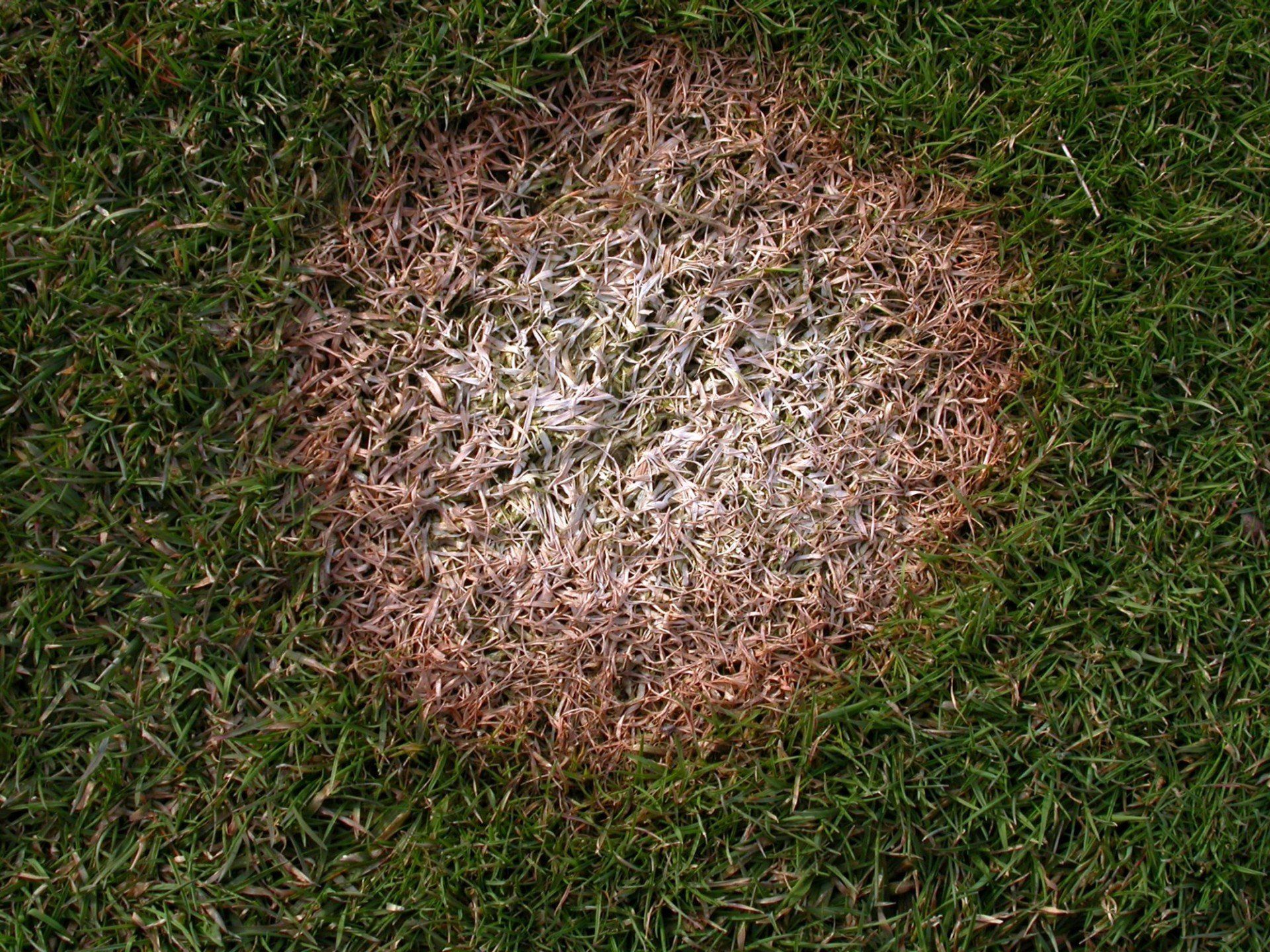 Tis the Season... for Snow Mold!