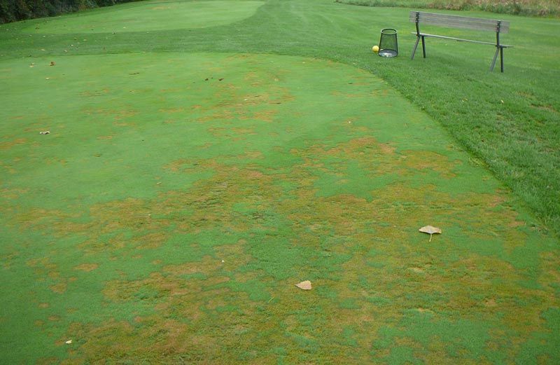 What's the Damage Pythium Root Rot