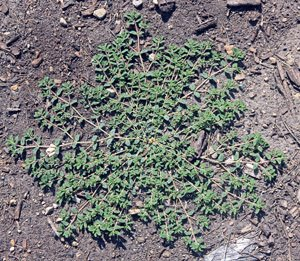Turfgrass's Least WANTED Weed - Spotted Spurge