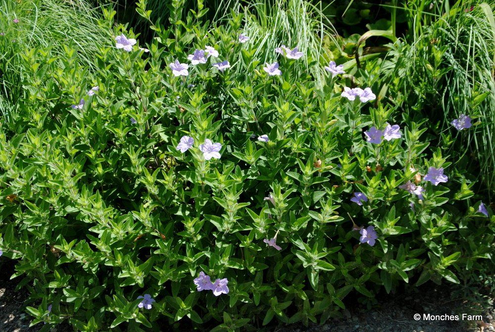 Ruellia humilis