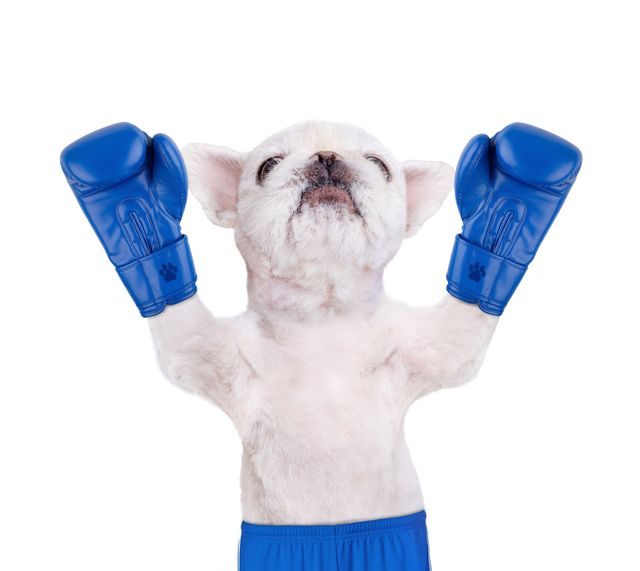 fresh breath tablets for dogs