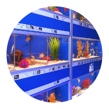 Fish Pet Shop Grosvenor Tropicals