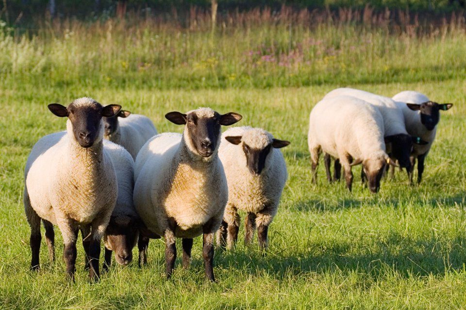 Efficient farm animal transportation services in Sussex