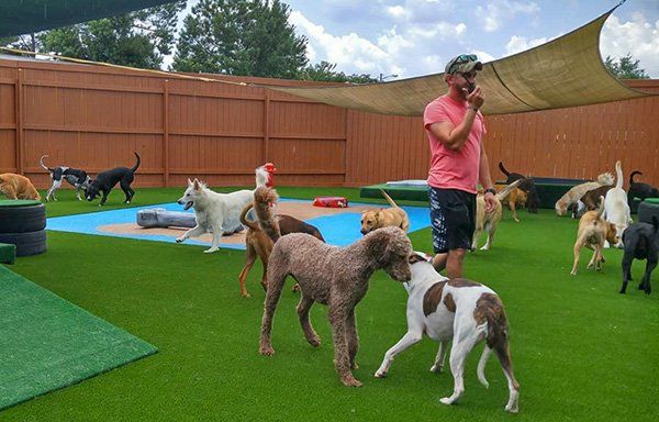 dog day centres near me