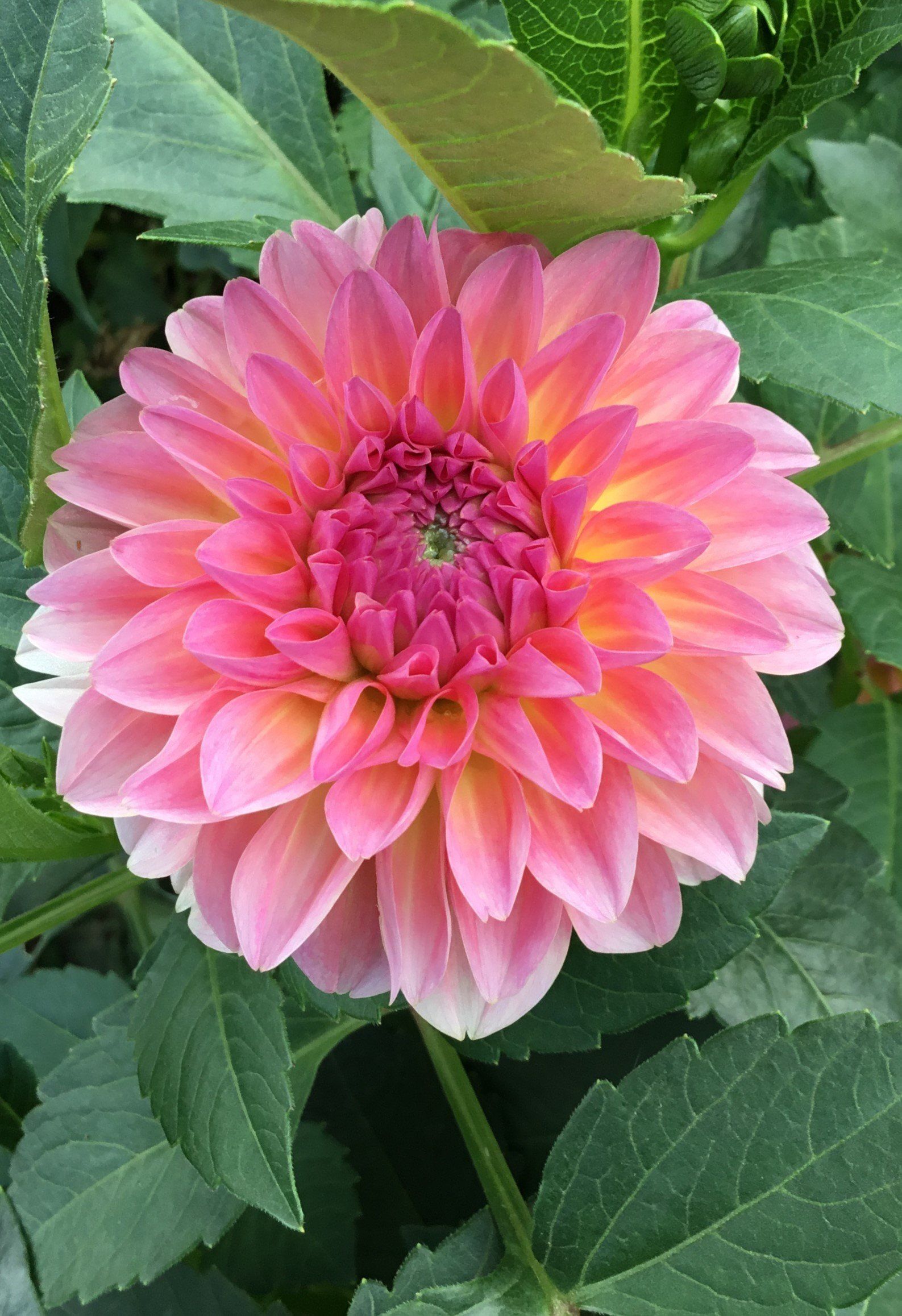 Buy Wholesale Flower Bulbs Dahlia Tubers Online Shop